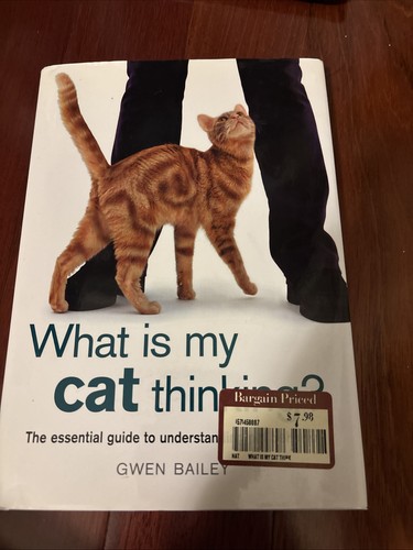 What cat thinking - what, my