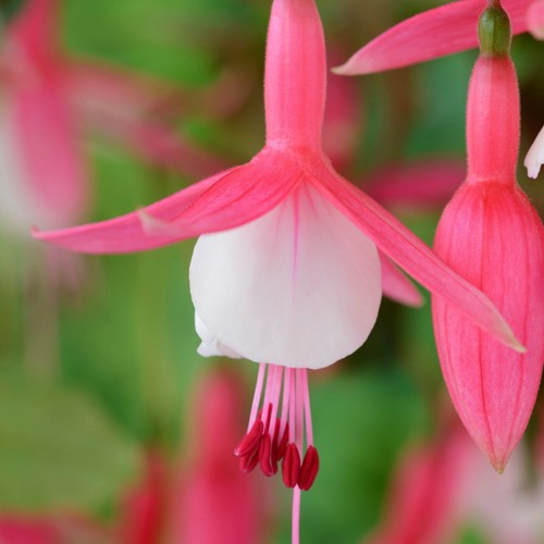 Fuchsia hardy plants - plants, in