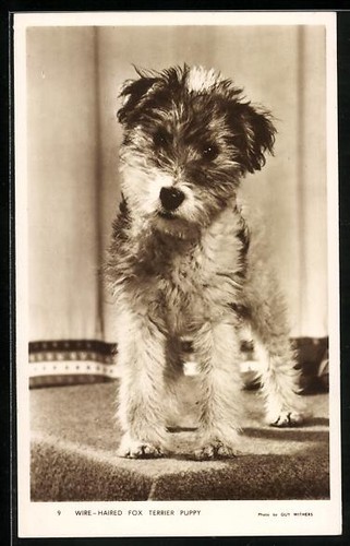 Postcard wire haired - postcard, wire-haired