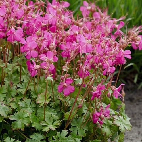 Geranium intense plant - geranium,