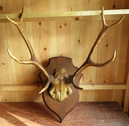 Large red deer stag antlers - deer,