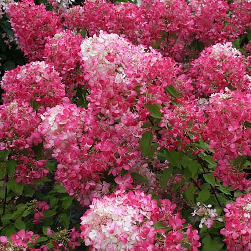 Hydrangea plant diamant - hydrangea,