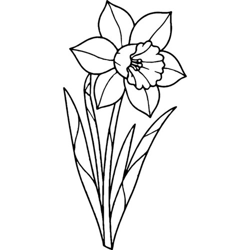 Daffodil flower unmounted - 'daffodil,