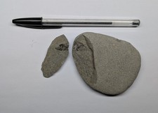 Beautiful Fossil Fish Skull From Lyme Regis. Charmouth. Jurassic Coast.