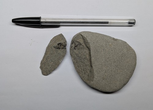 Beautiful fossil fish - fossil, skull