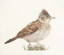 Skylark garden bird - garden, full