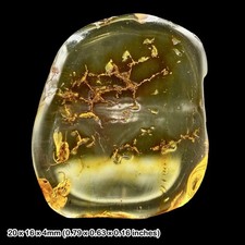 Baltic amber fossil - baltic, wasp