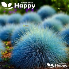 Blue Fescue - Festuca glauca -