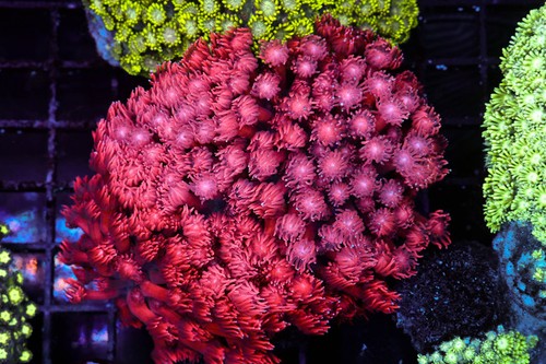 Red goniopora colony wysiwyg - red,