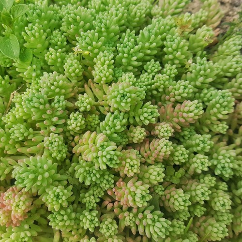 Sedum sexangulare tasteless - sedum,