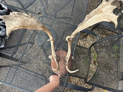 Mounted deer antlers antler - antlers,