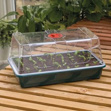 High Dome Seed Large