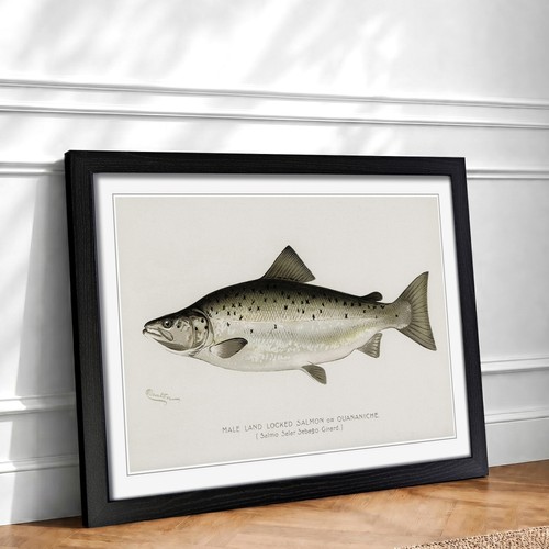 Male land locked salmon - male,