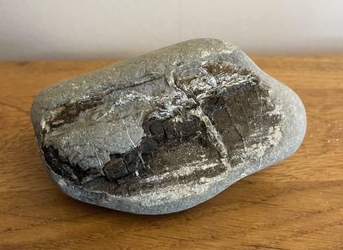 Large jurassic coast fossil - ,