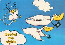 Birds Pelicans Flying Seeing