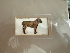 Mounted English Mastiff John Players 1931 Dog Cigarette Card Sealed 