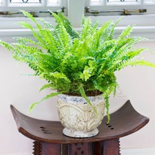 Boston Fern Plant, Nephrolepis