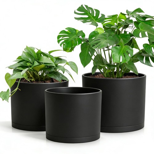 Large indoor plant - set, of
