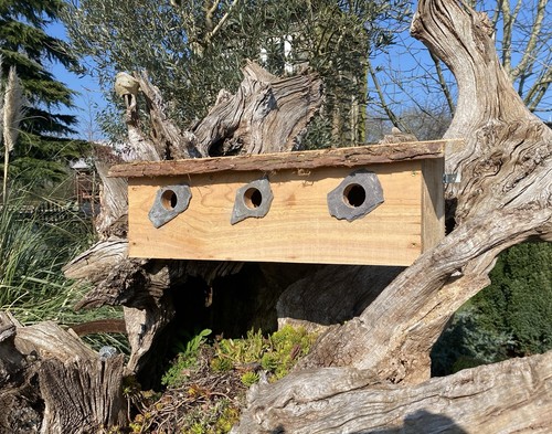 Sparrow nest bird box wooden - sparrow,