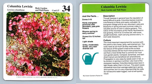 Columbia lewisia rock - #17,