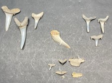 12 Different Species Of Fossil