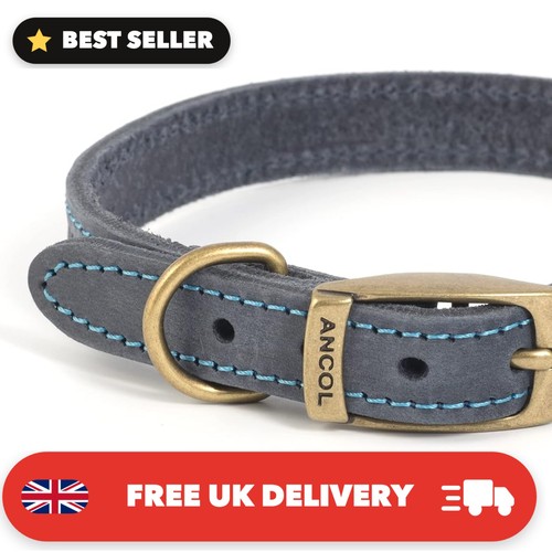 Elegant blue leather dog - elegant,