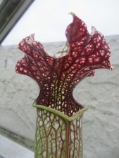 Sarracenia x Moorei (fl. Slack’s Maxima x leuco red tube, SG/MG clone A) JSH288
