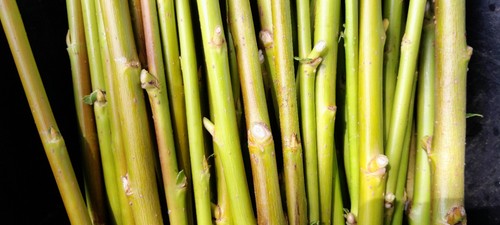 Willow cuttings salix - x,
