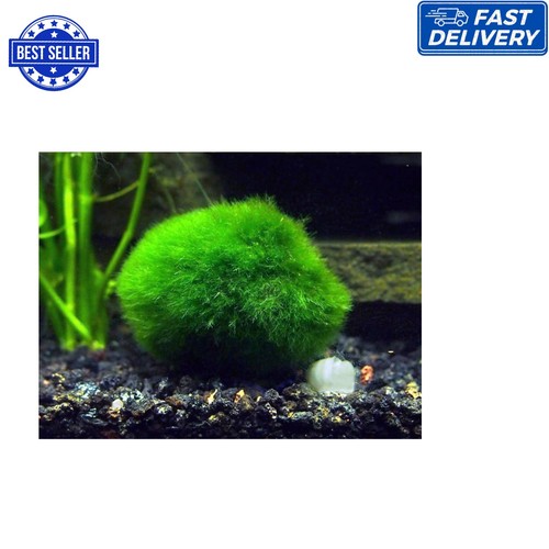 Old giant marimo - 8-15,