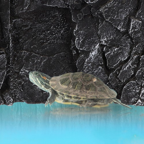 Reptile background board - reptile,