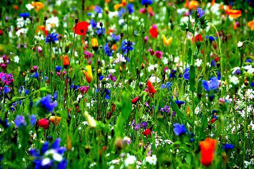 Pure wild flower meadow heavy - wild,
