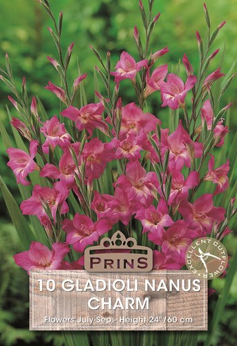 Dwarf gladioli nanus charm - gladioli, 'charm'