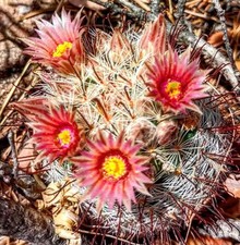 Mammillaria barbata SEEDS -