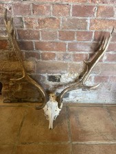 Taxidermy Sized Deer Skull  Antlers Fallow Deer Symmetrical Medium Palm Antlers 