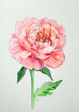 Original Peony Watercolor