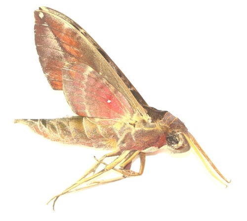 Lepidoptera sphingidae - lepidoptera,,