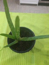 ALOE VERA POTTED MEDICAL PLANT 23CM TALL HOME GROWN IN THE UK