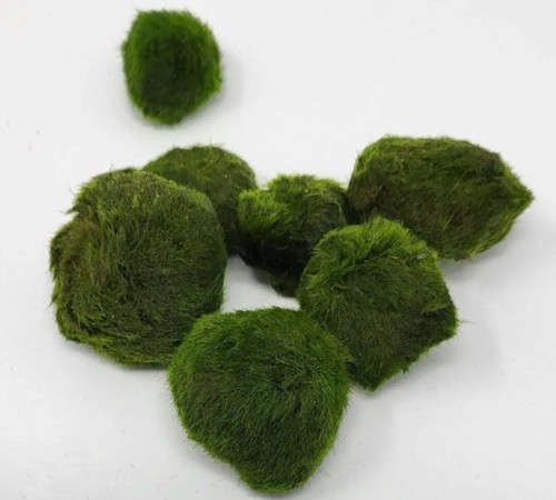 Moss balls mini nano live - 8,