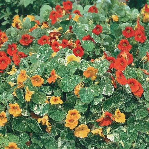 Nasturtium alaska mix - 5x, 'alaska