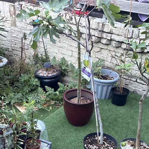 Fig tree ficus - fig, carica