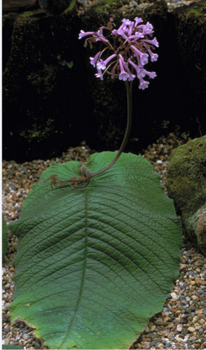 Streptocarpus grandis 100 - grandis,