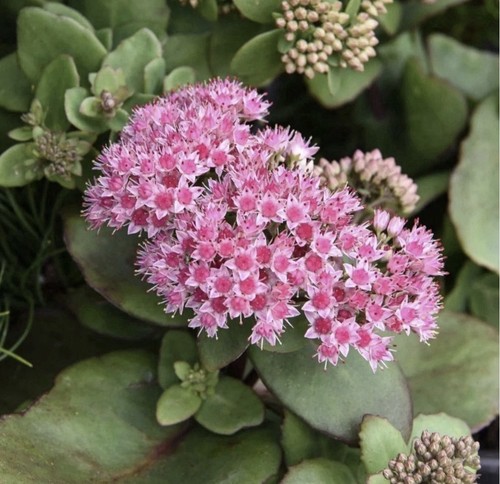 Sedum matrona hardy - x, “matrona”hardy