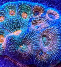 live coral Pineapple Acan