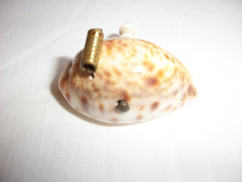 Antique cowrie shell tape - shell,