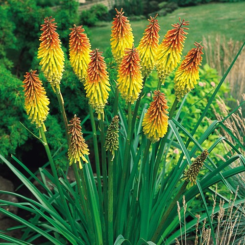 Kniphofia red hot poker - red,