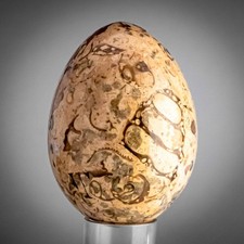 Fossil Stone Egg Polished