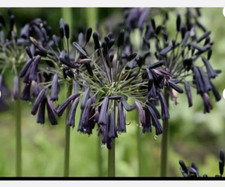 Agapanthus Black Magic African