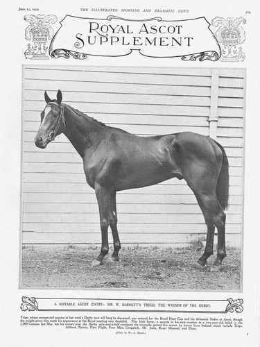 Horse racing the racehorse - racing,
