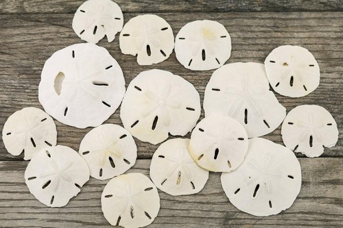 Nautical crush trading sand - nautical,