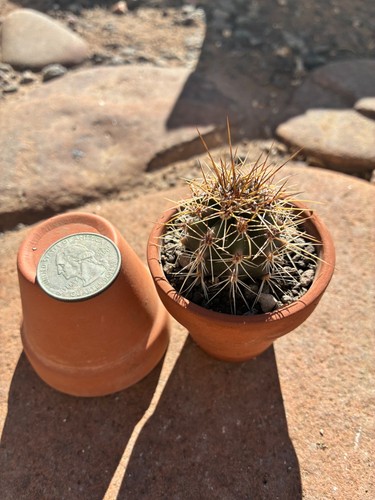 Saguaro cactus live - cactus, plant